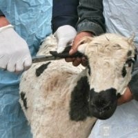 Болезни коз и их симптомы