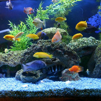 Самые популярные виды аквариумных рыб с фото и названиями